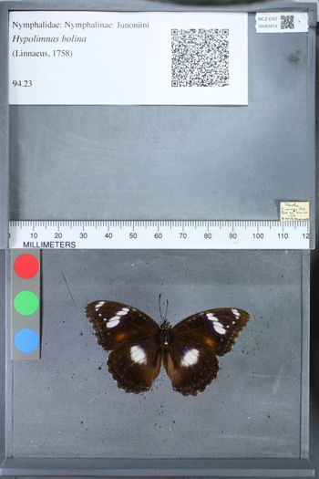 Media type: image;   Entomology 83914